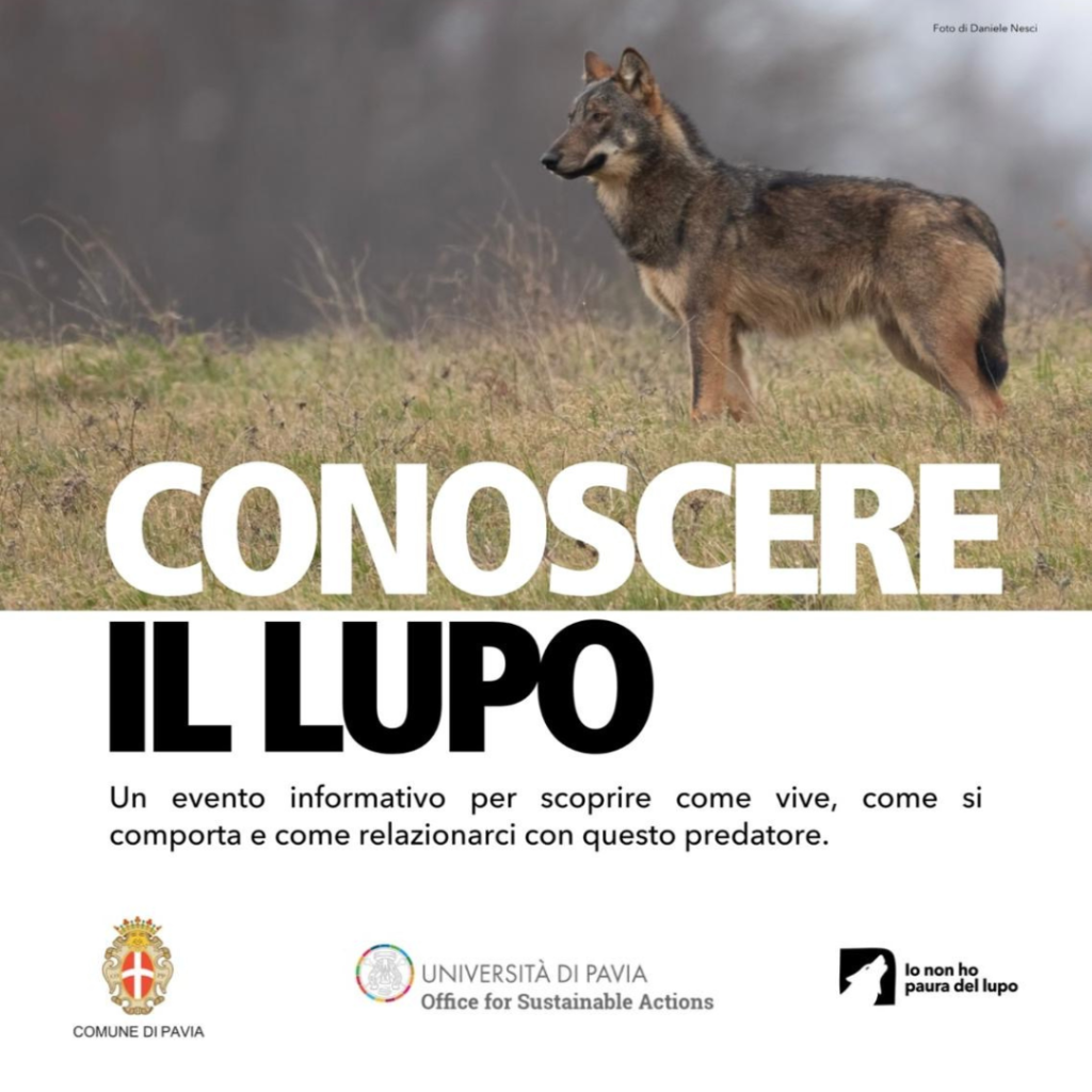 “Conoscere il lupo”: all’Università di Pavia un incontro aperto alla cittadinanza per approfondire il ruolo del lupo nei nostri ecosistemi